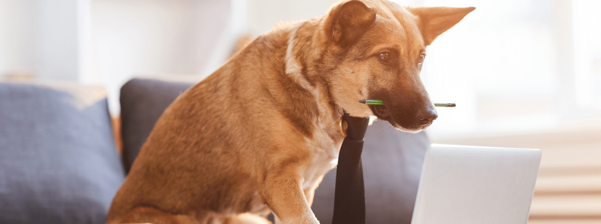 Anti-stress voor honden: Hoe werkt het en wat zijn de opties?