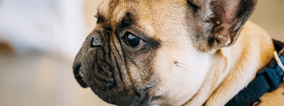 Hond diarree bloed en overgeven: Wat kan het betekenen?