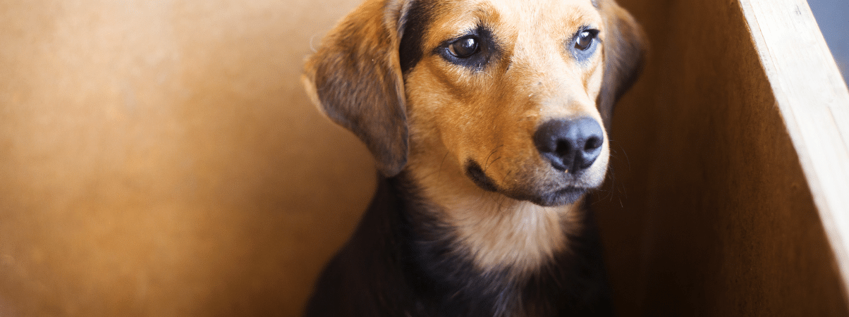 Vetvrije hondensnacks - Gezonde beloning zonder extra vet