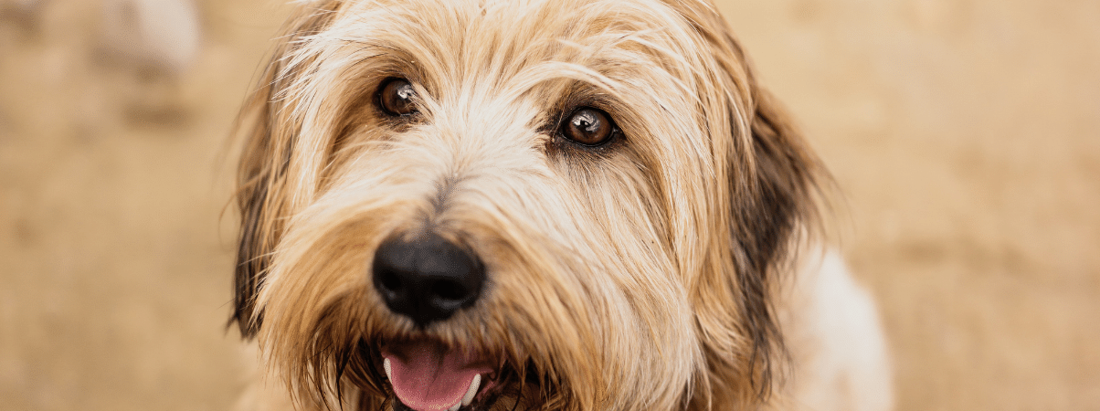 Vitaminen hond - Voedingssupplementen voor een fitte hond