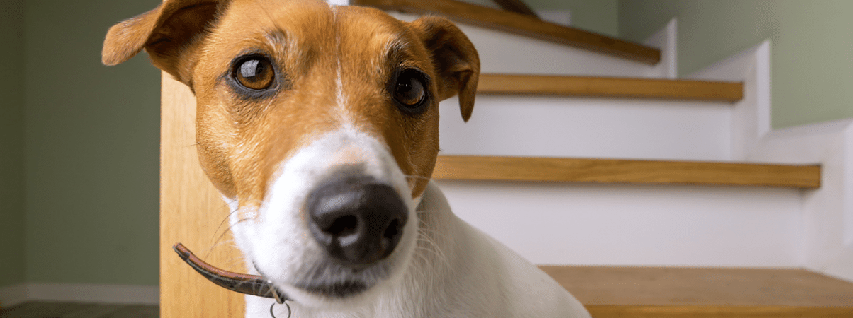 Overgeven hond wit schuim: Oorzaken en behandelingen