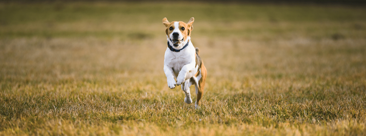 Hond schuim overgeven: Tips voor preventie en behandeling