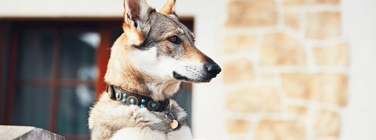 Schuim overgeven hond: Mogelijke oorzaken en behandelingen
