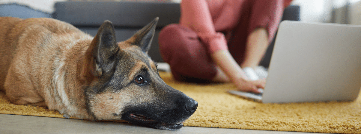 Voedingssupplementen voor honden bij diarree: zo pak je het anders aan