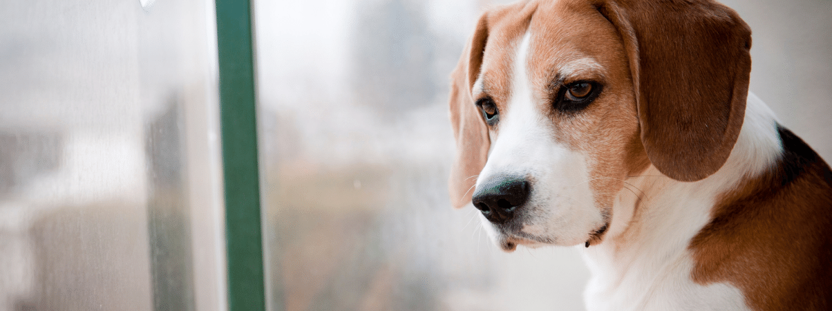 Natuurlijk hondensnoepje: gezonde beloning zonder toevoegingen