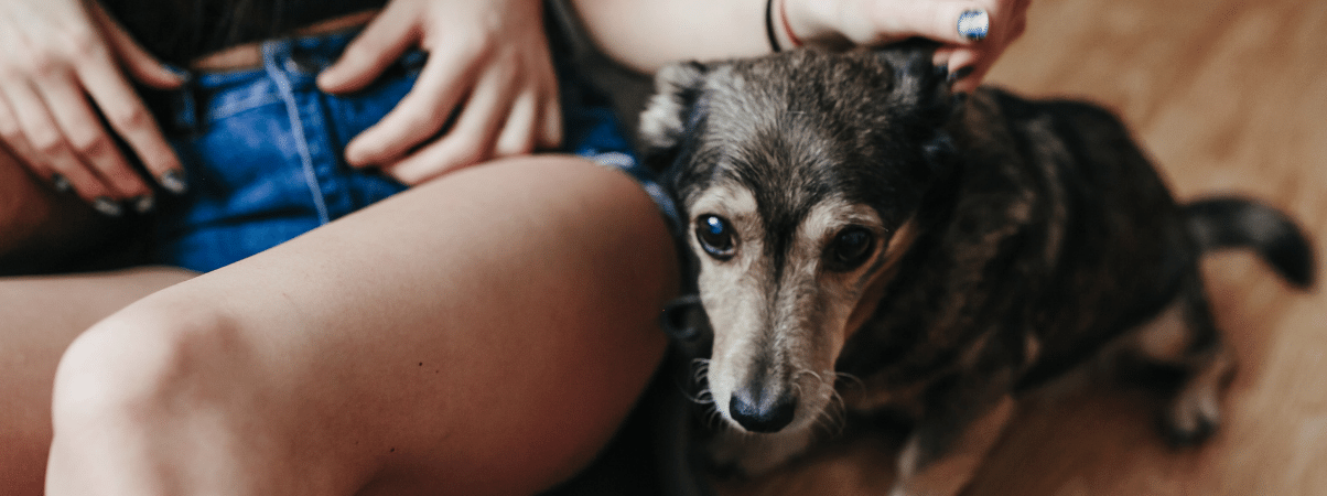 Hond diarree met slijm: oorzaken en behandeling
