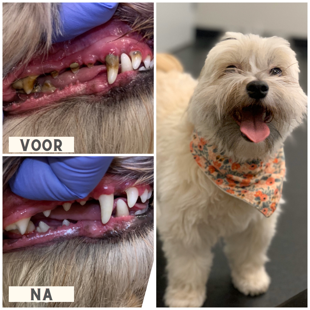 Dental - Atemunterstützungskugel